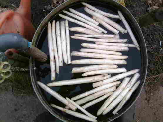 20140417 020 Asperges