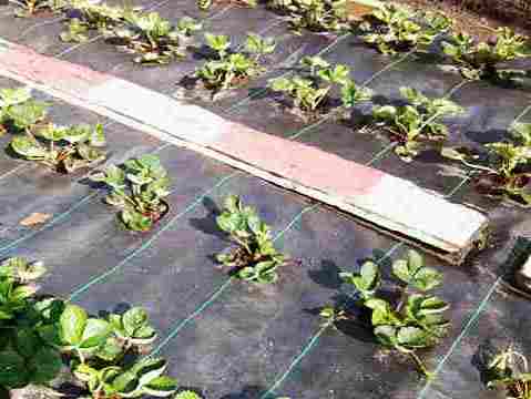 20140809 043 AardbeiEigenKweek