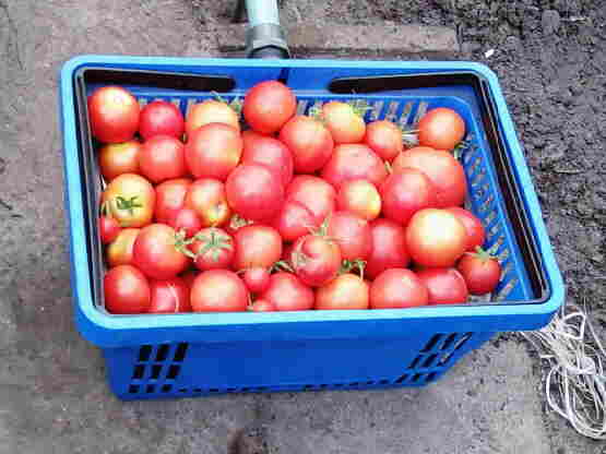 20140810 044 Tomaten