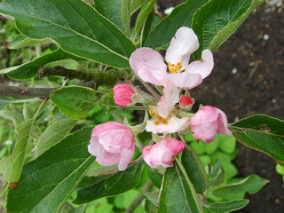 20080719Appelbloesem