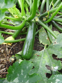 20080719Courgette