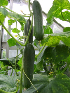 20080719Komkommer