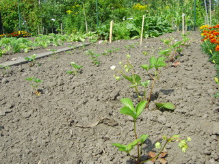 20080731Aardbeien