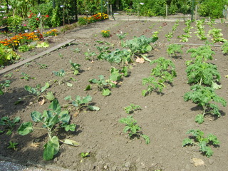 20080731BoerenkoolSpruitkool