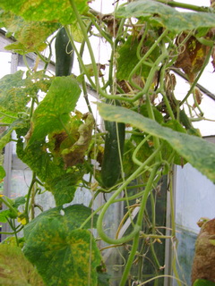 20080924Komkommer.JPG