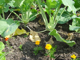 20080924Koolrabi.JPG