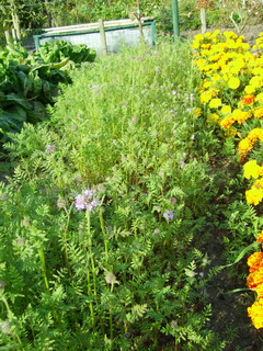 20080926Phacelia