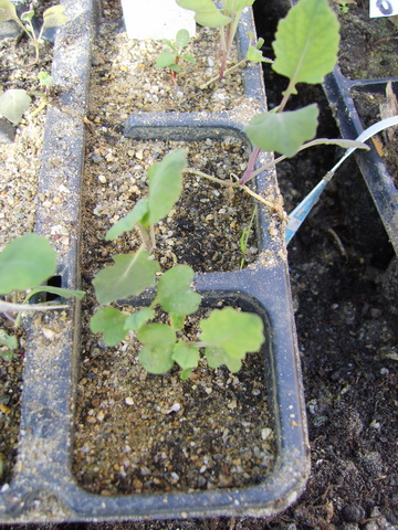 20090322BroccoliWeeuwen