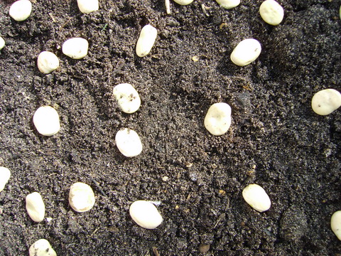 20090322Tuinbonen3xwitEigenoogst