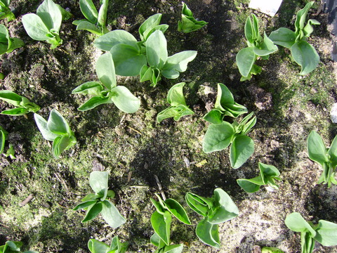 20090322TuinbonenGroenHangers