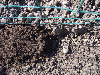 20090330AfgedekteErwten