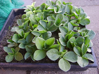 20090330TuinbonenGroeneHangers