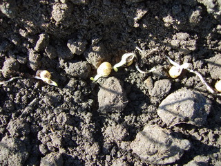 20090330VoorgekiemdeErwten
