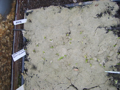 20120305KasBlauwschokkers