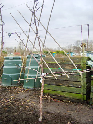 20120305Malus d Elise