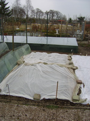 20120317Tuinbonen resize