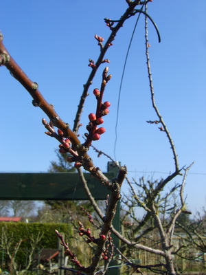 20120322Bloesem resize