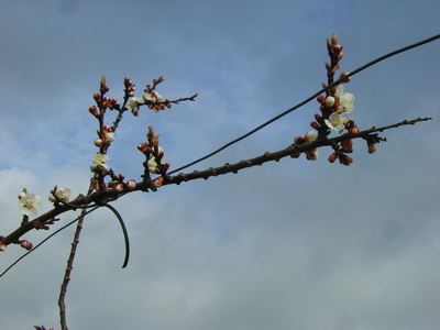 20120329Abrikoos