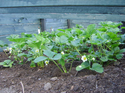 20120419Aardbeien