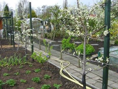 20120419Pruimenbomen