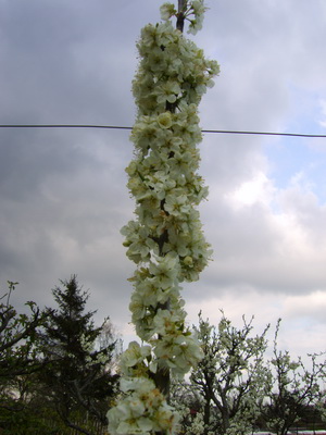 20120419PruimenboomDetail
