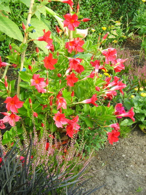 SV203534 resize
