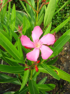 SV203540 resize