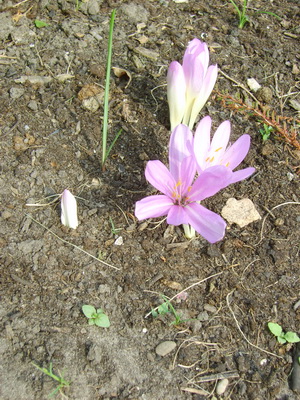 SV203542 resize