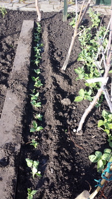 2014-03-23 16.33.09 Tuinbonen resize