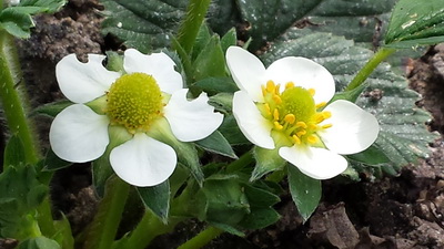 2014-03-31 13.10.02 AardbeiBloesem resize