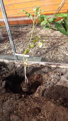 2014-04-14 16.53.41 Tomatenplant resize