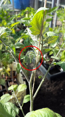 2014-04-14 16.53.53 Bloemknop resize