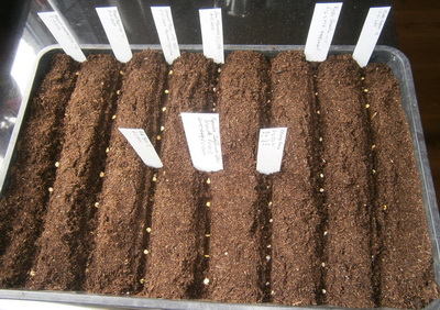 20140206Zaaisel1