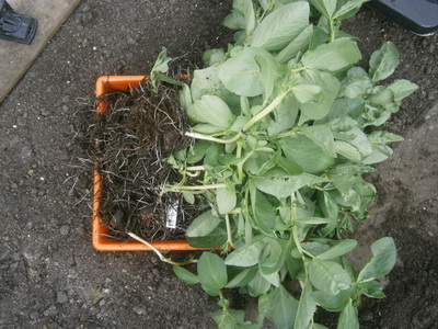 20140314 WitkiemPlantjes resize
